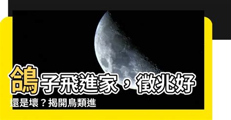 鴿子飛進家裡代表什麼|鴿子來家裡代表什麼？